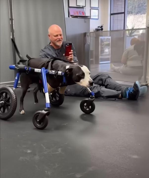 wheelchair dog and man