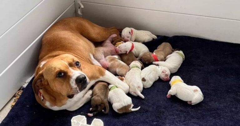 Abandoned Mama Dog So Pregnant She Couldn’t Even Move Finally Finds Her Happiest Moment