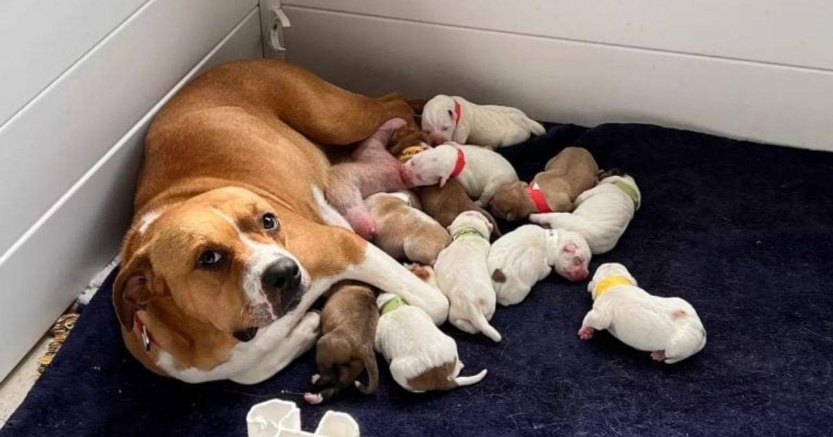 Abandoned And Too Pregnant To Move, This Dog Finally Found Her Happiest Moment