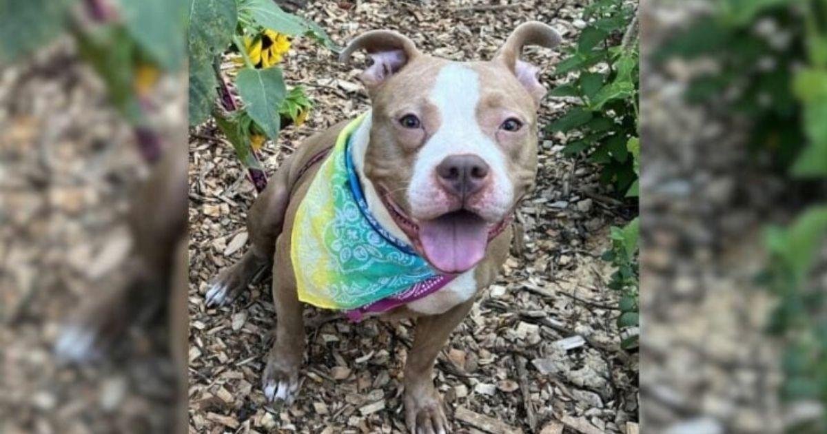 Abandoned Dog Found Tied To A Fence With Just A Blanket And Food