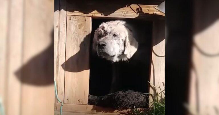 Abandoned Dog Left Behind In A Doghouse Finally Finds True Love