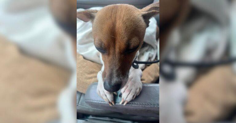 Abandoned Pup Falls Asleep With ‘Praying’ Paws After Finally Feeling Safe