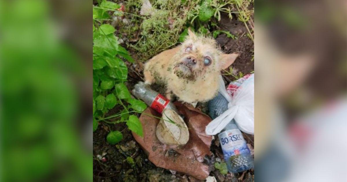 Desperate Pup Begs Rescuers To Save Her Blind Friend Who Was Thrown Away Like Trash