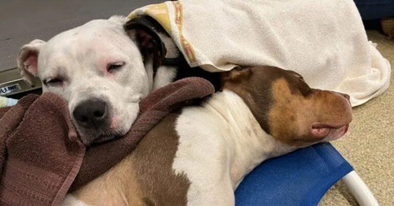 Devoted Dog Refuses To Leave His Best Friend’s Side Until The Very End