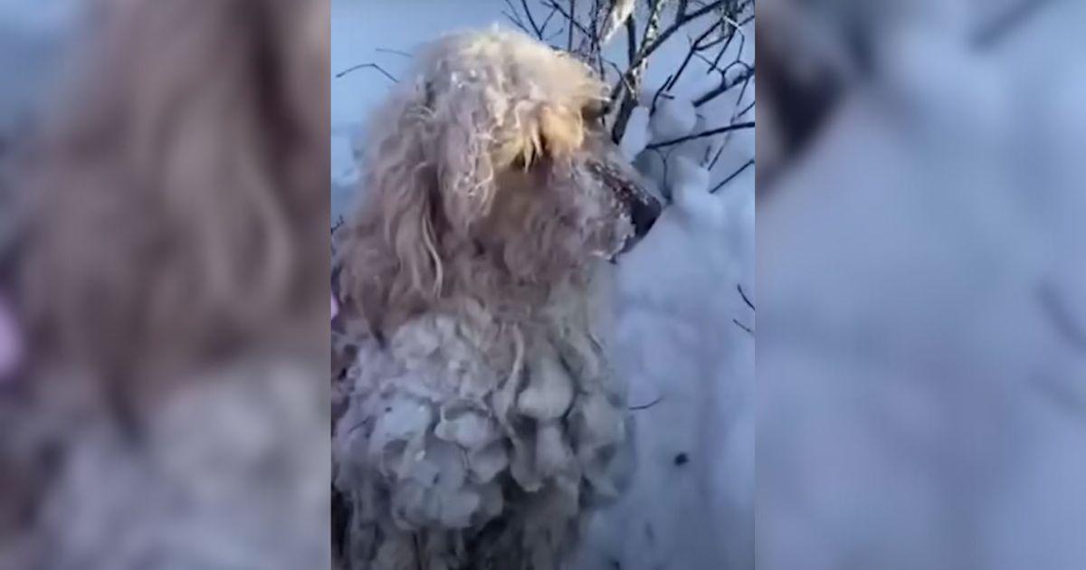 Driver Spots Something Moving In The Snow And Makes A Shocking Discovery