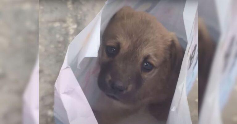 Excavator Operator Discovers A Lonely Puppy At Work And Gives Him The Happiest Life