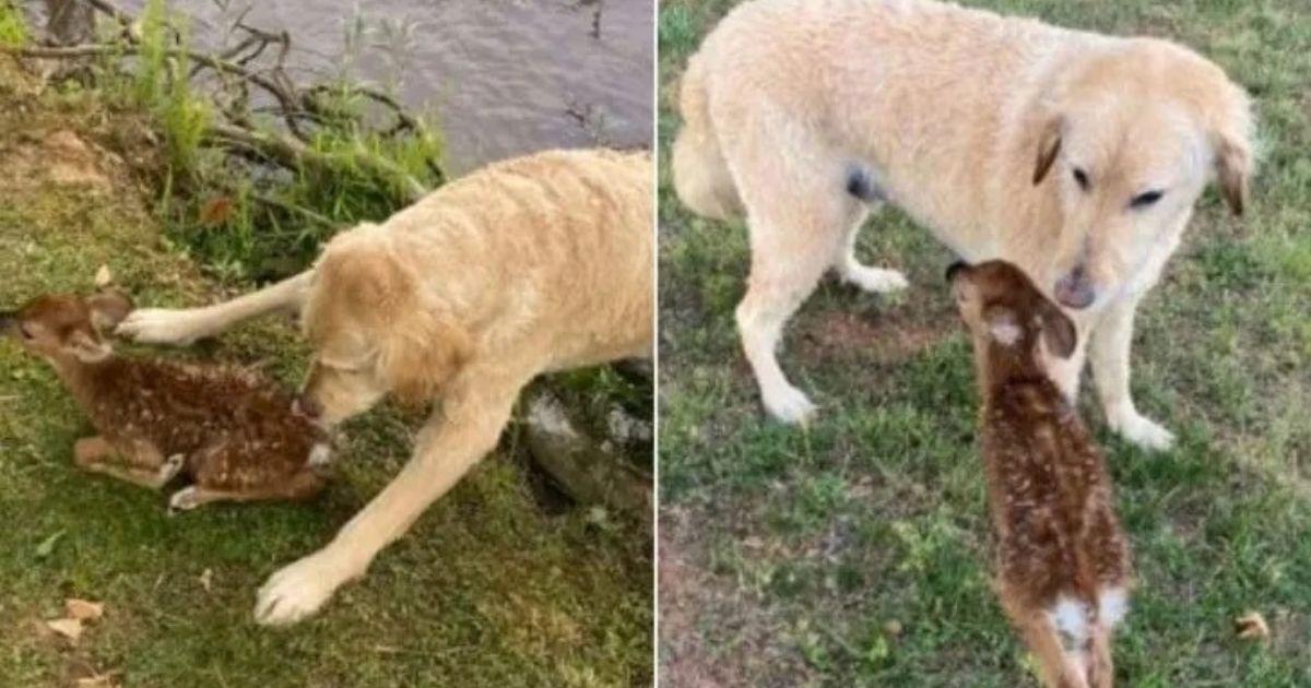 Heroic Goldendoodle Rescues Baby Fawn From Drowning And Keeps Watching Over It