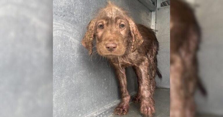 Hairless Stray Stuns Everyone By Growing The Fluffiest, Most Beautiful Coat