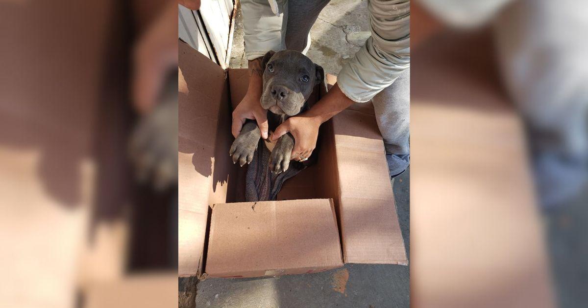 Heartbroken Boy Leaves His Dog At A Shelter To Save Him From Abuse