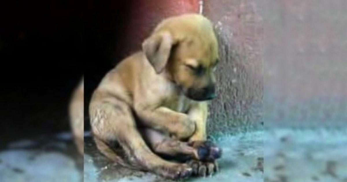 Heartbroken Puppy Sits Alone, Hoping Someone Will See Her Pain