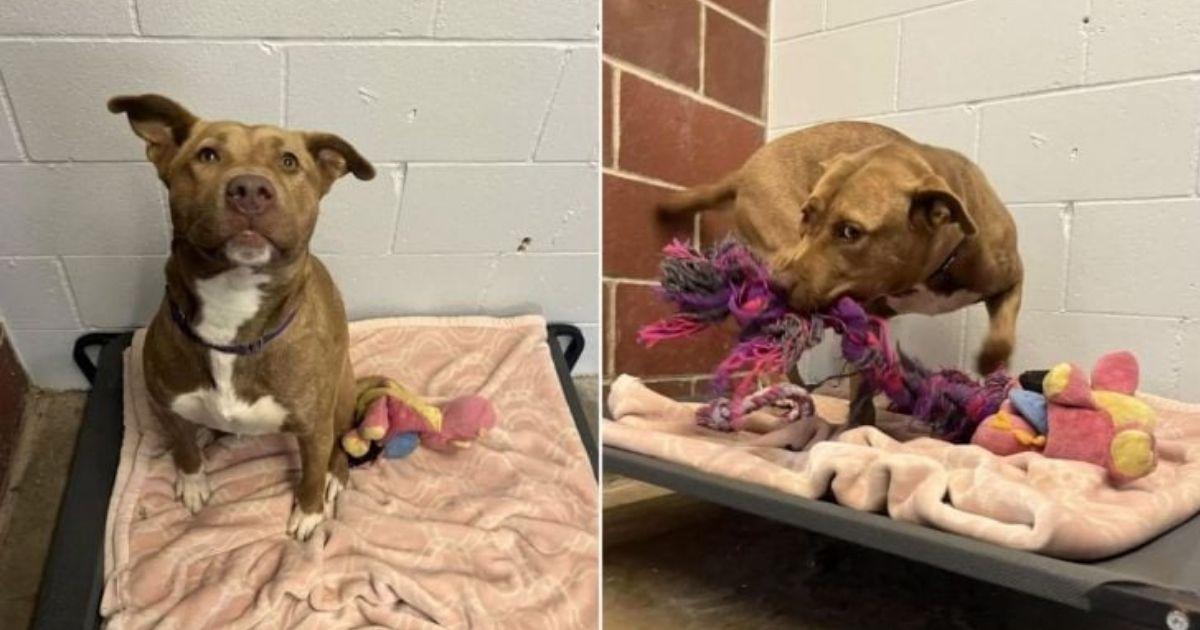 Lonely Shelter Pup Left Behind Finds Joy In The Sweetest Way