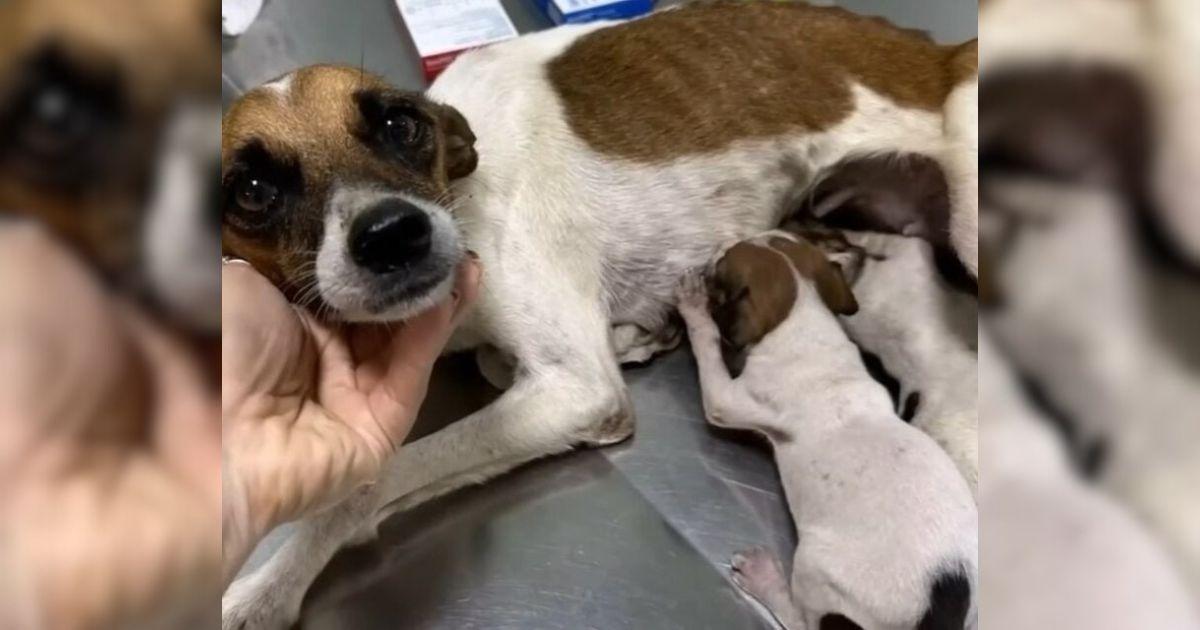 Mama Dog And Her Puppies Found Starving In An Abandoned Car