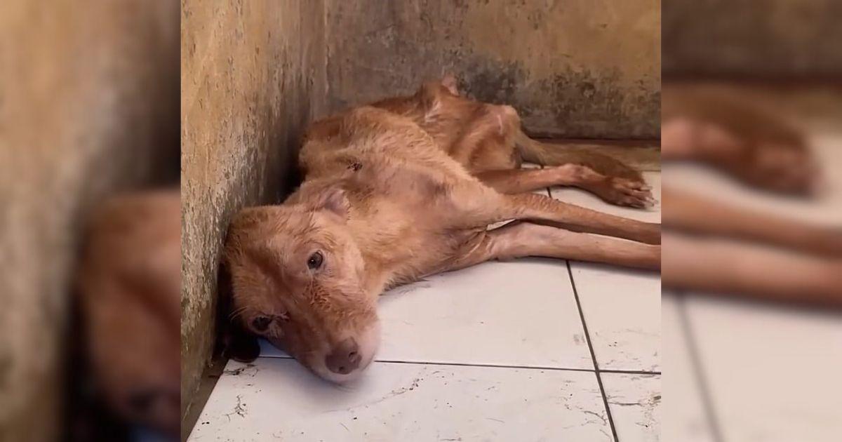 New Homeowner Discovers Starving Dog Left Behind, Desperately Begging For Help