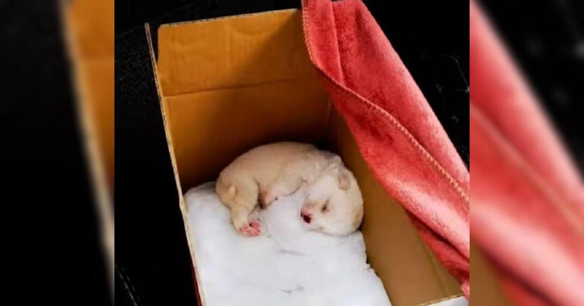 One Week Old Puppy Saved From Plastic Bag After Heartbreaking Abandonment