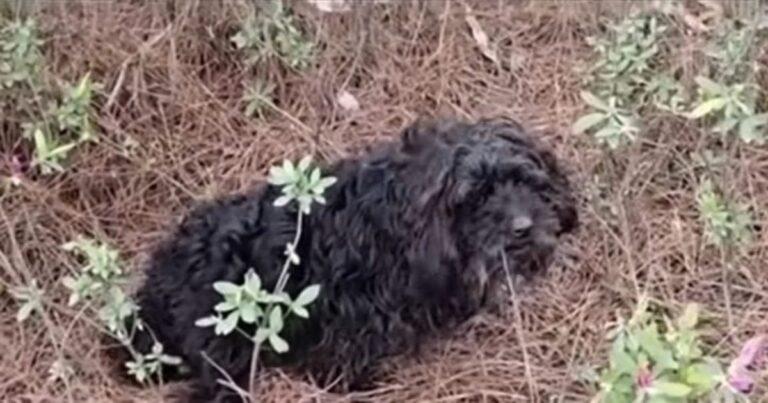 Pup With A Paralyzed Leg Was Left Near The Road Crying Loudly For Help Until Someone Stopped