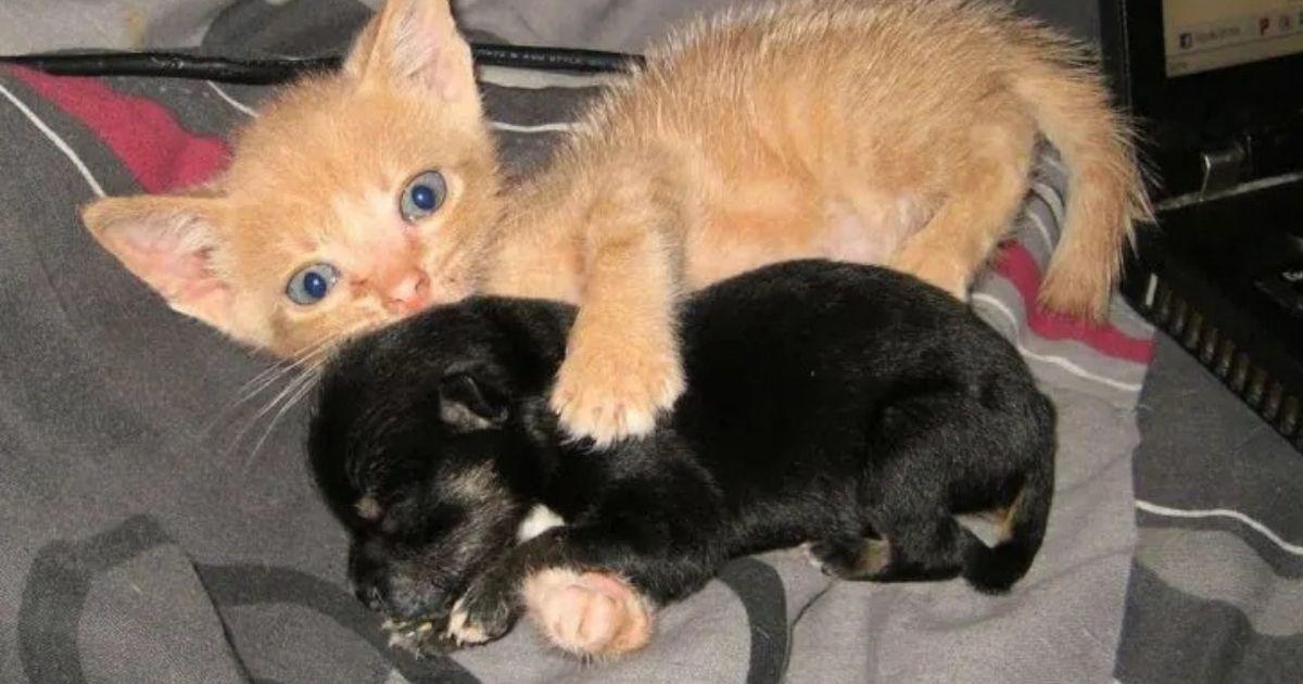 Rescue Kitten Becomes Mother To Orphaned Puppy, Creating An Unbreakable Bond