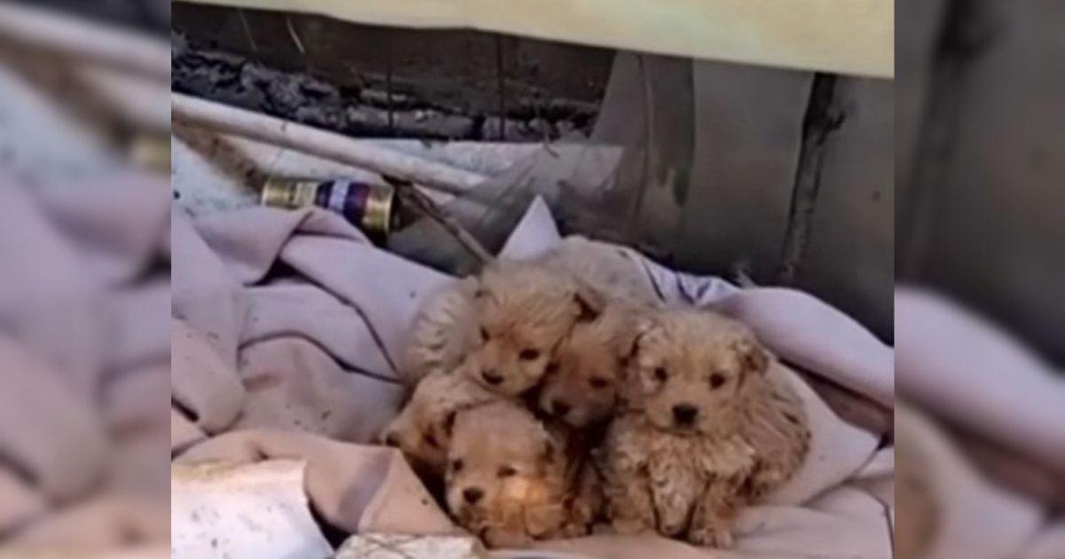 Rescuers Find A Stray Family Hiding In An Orchard And Change Their Lives Forever