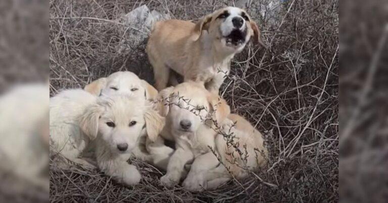 Rescuers Save Four Puppies, But One Is Too Scared To Trust