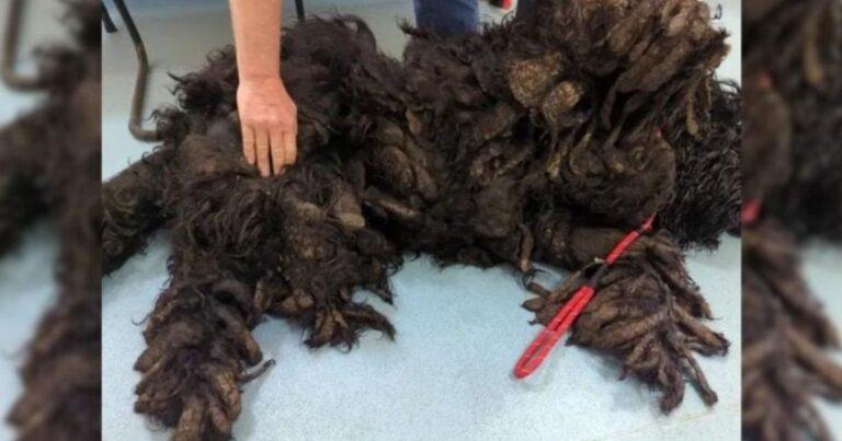 Severely Matted Dog Finally Set Free After Months Of Neglect