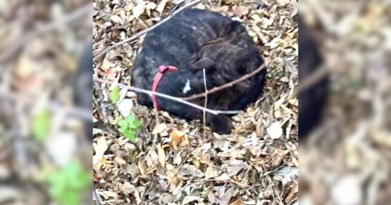 Skeletal Dog Buried Himself In A Pile Of Leaves Clinging To The Last Bit Of Hope