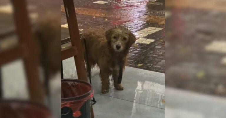 Soaking Wet Stray Dog Braves Pouring Rain To A Restaurant, Begging For Food