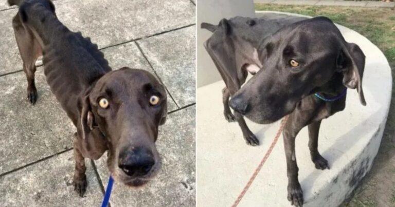 Starving Dog Surviving On Twigs And Rocks Gets Rescued Just In Time