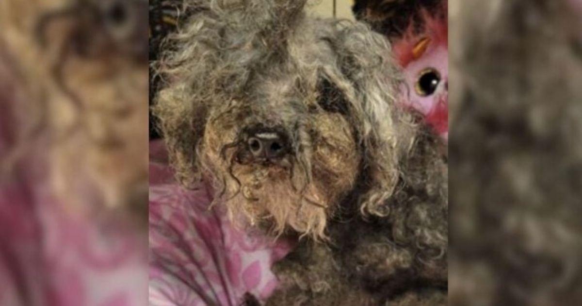 Terrified Senior Dog Finally Stops Shaking After Realizing She’s Safe