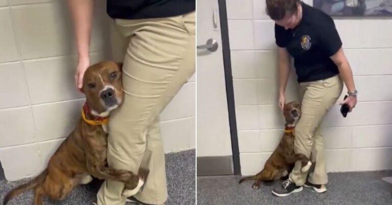 Terrified Shelter Dog Who Wouldn’t Let Go Of A Worker’s Leg Gets The Adoption He Deserved