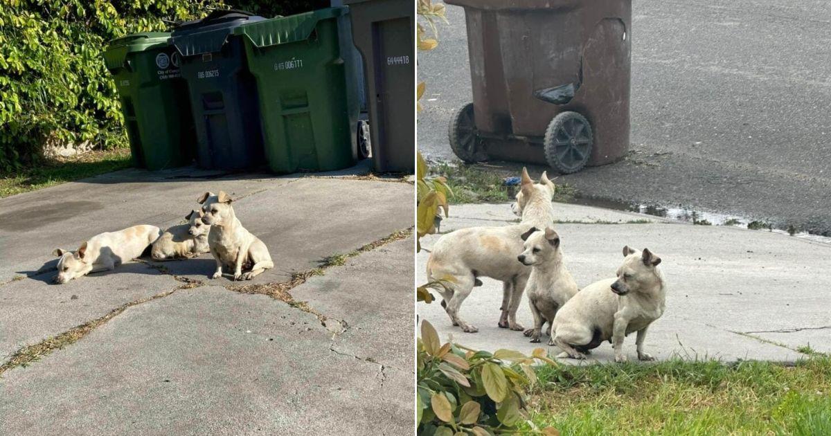 Three Abandoned Puppies Stick Together, Waiting For A Miracle That Will Change Their Lives Forever