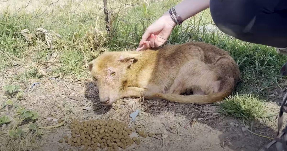 Three Legged Dog Terrified Of Humans Transforms Completely After Rescue