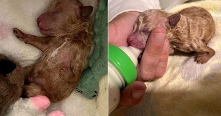 Tiny Puppy With Deformed Leg, Rejected By Mom, Blossoms Into A Cuddly Teddy Bear