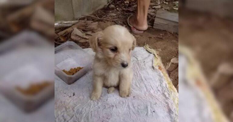 Woman Saves Abandoned Puppy From A Lonely Corner And Becomes The Angel She Needed