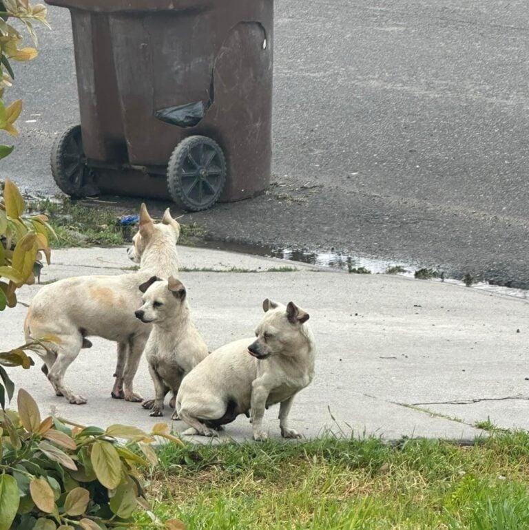 abandoned three dogs