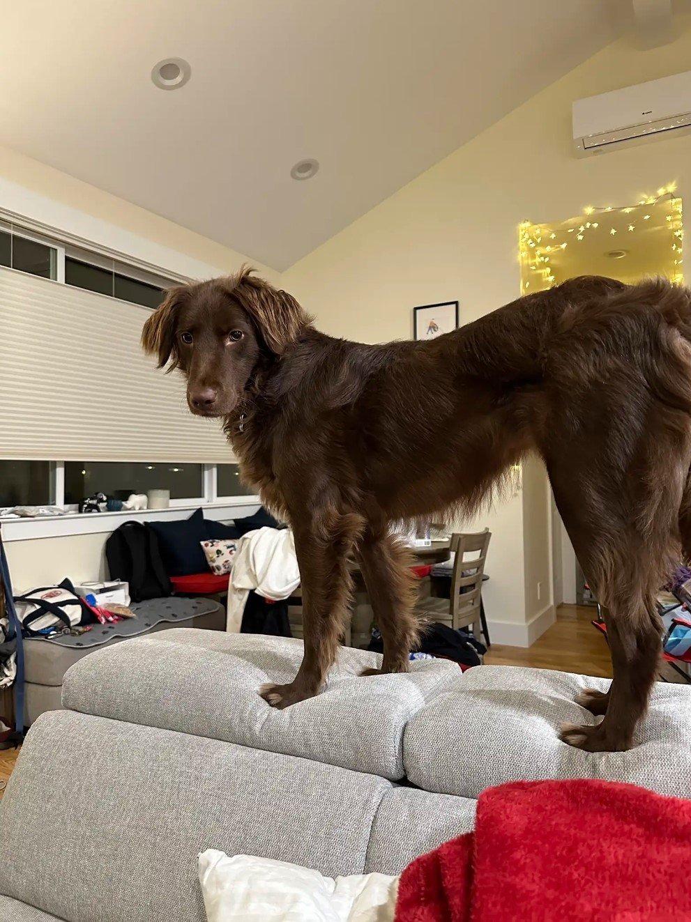 brown dog with beautiful coat