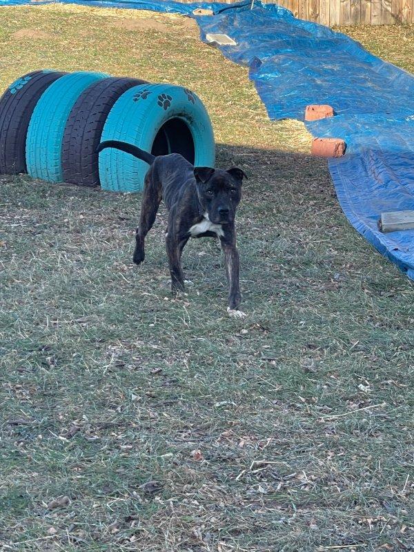 brutus at the shelter