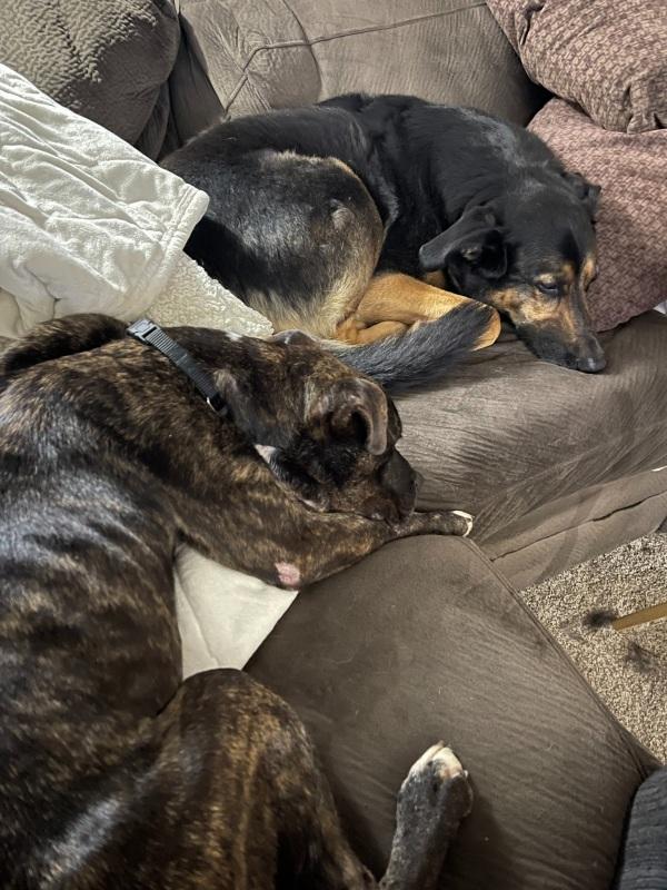 brutus sleeping on couch with other dog