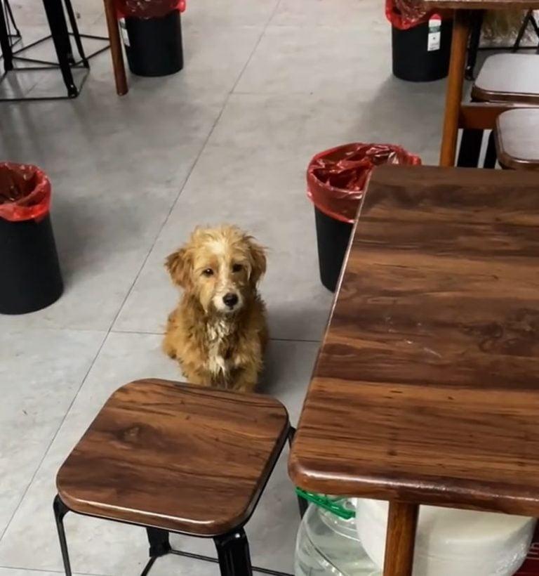 cute dog waiting for food at restaurant