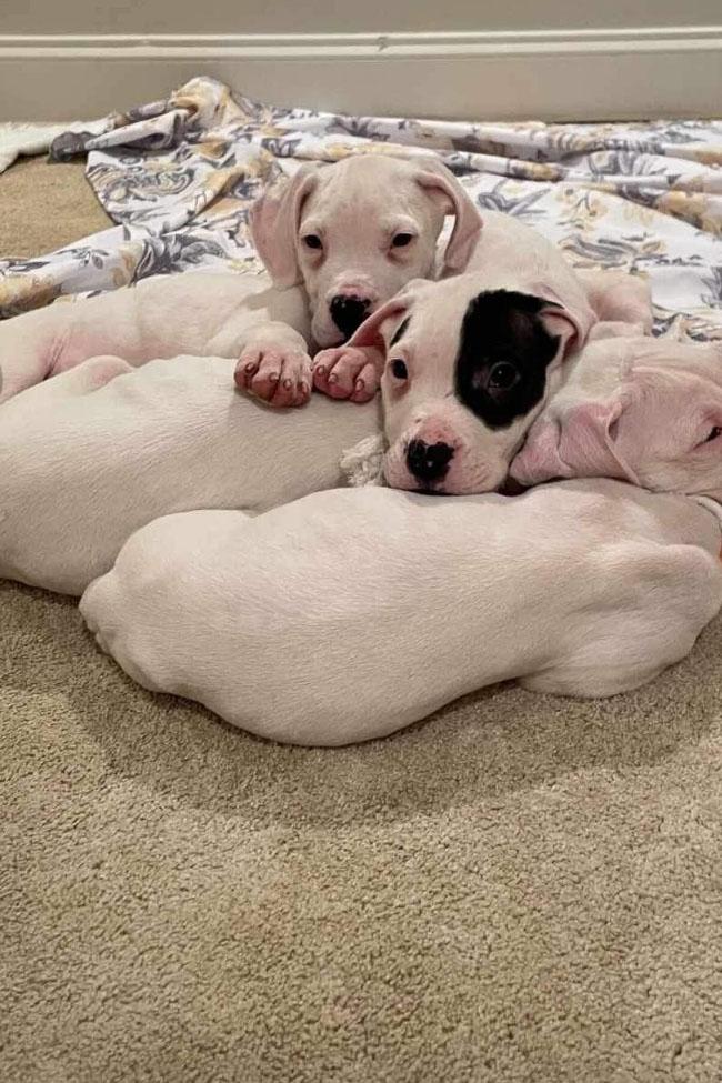 cute puppies on floor