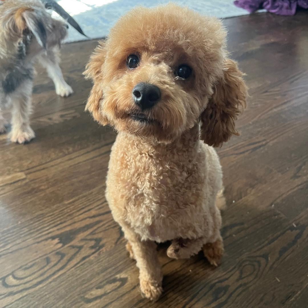 cute puppy on floor