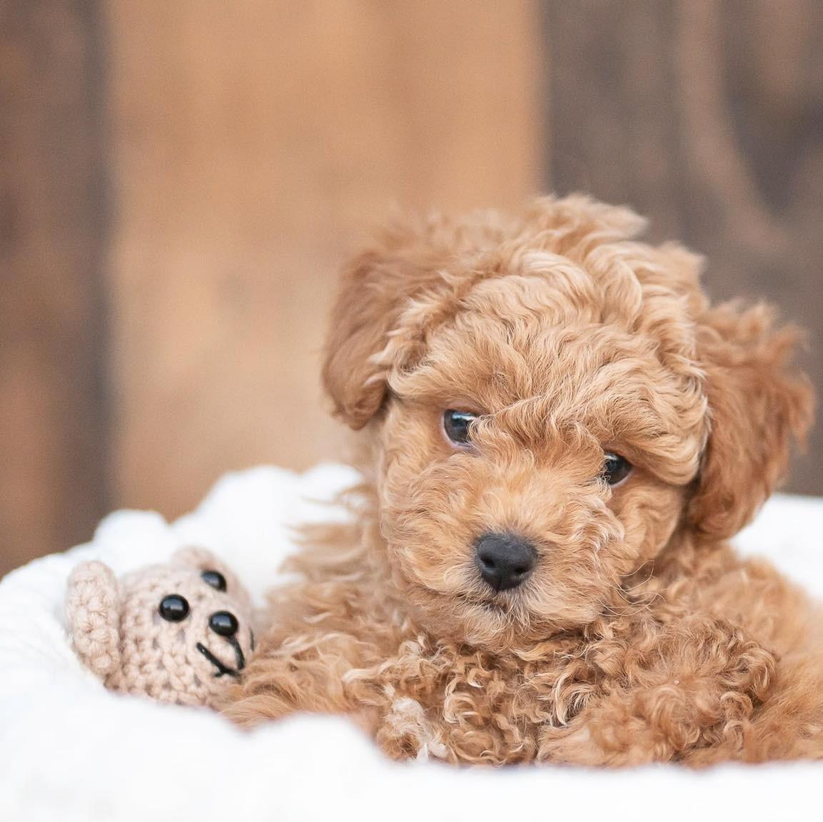 cute puppy with teddy bear