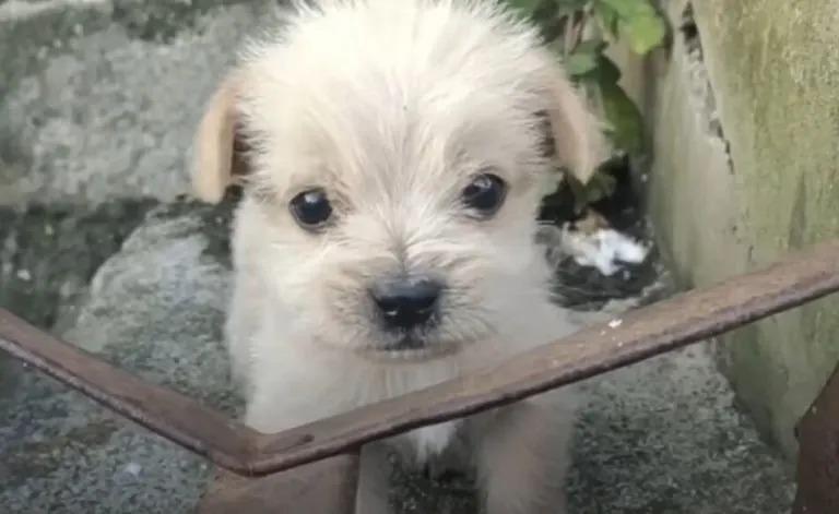 cute white puppy