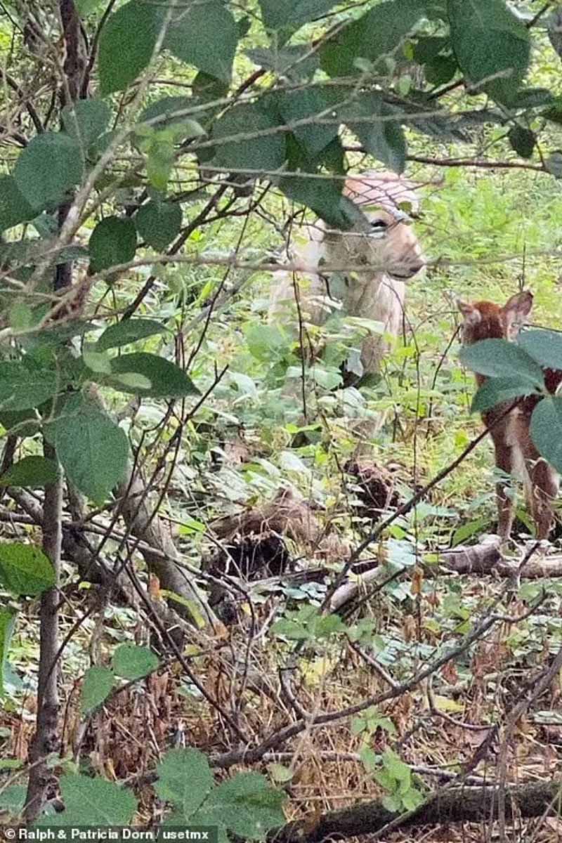 dog and fawn in forest