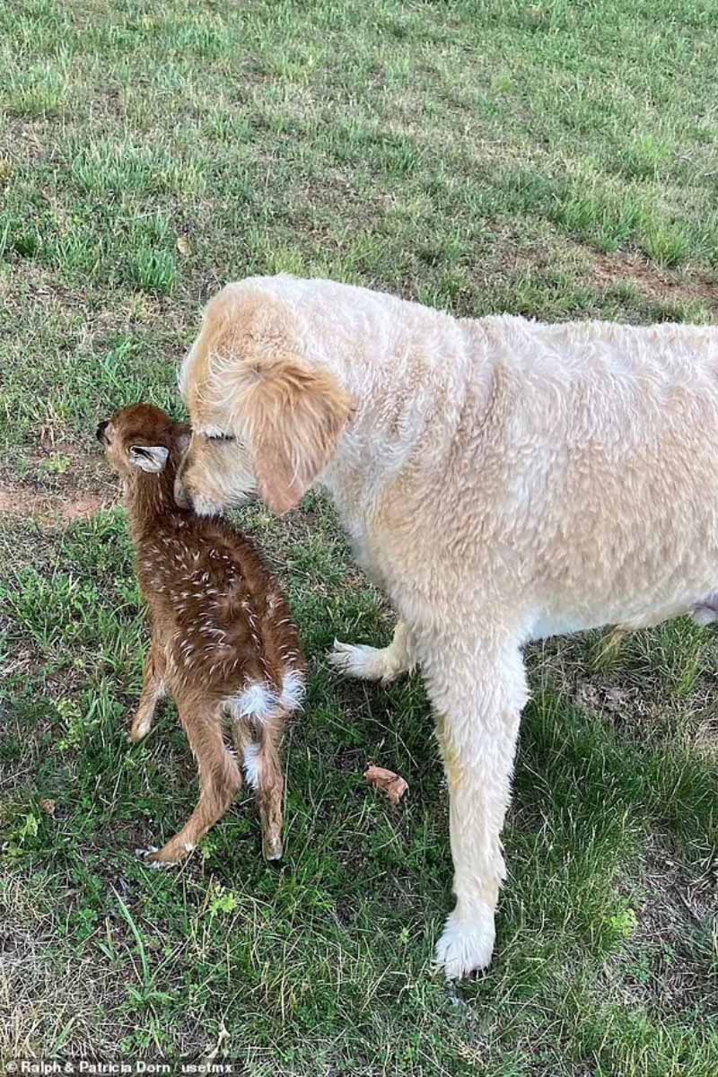 dog and fawn on grass