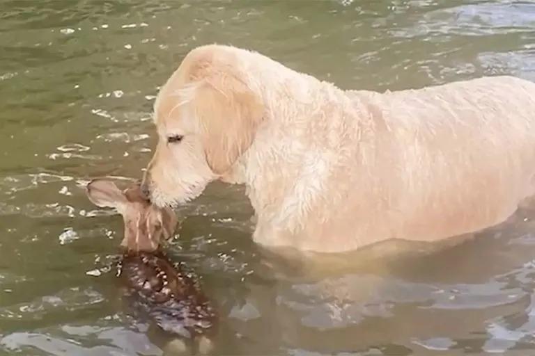 dog and fawn