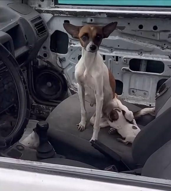 dog and puppy in car