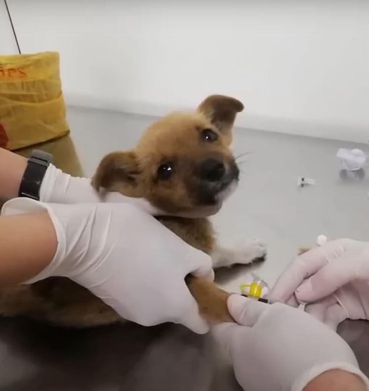 dog at the vet