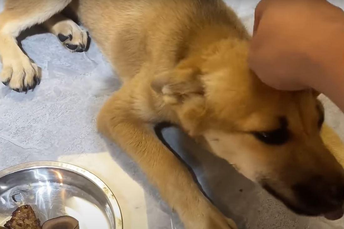 dog being pet