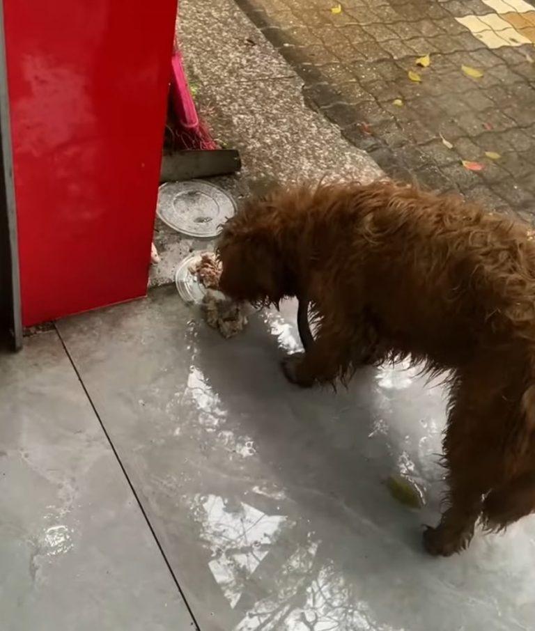 dog finally eating some food