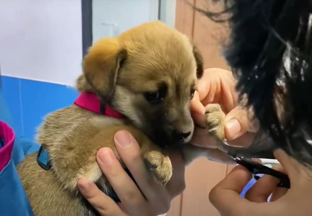 dog getting nails cut