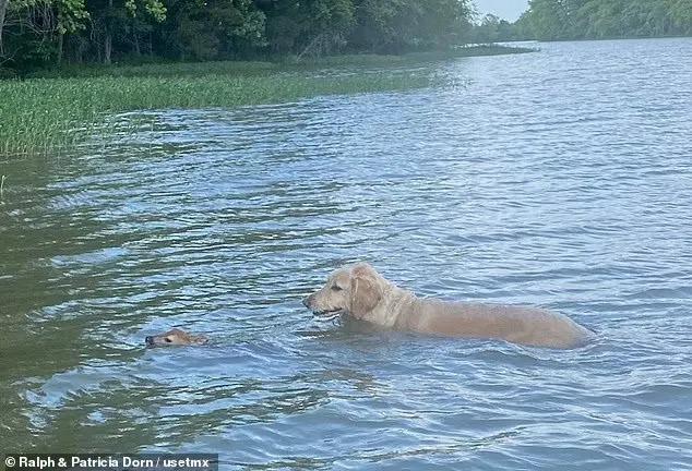 dog helping fawn